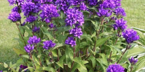 Prepuno zvono (montažno): fotografija, sadnja i njega, primjena